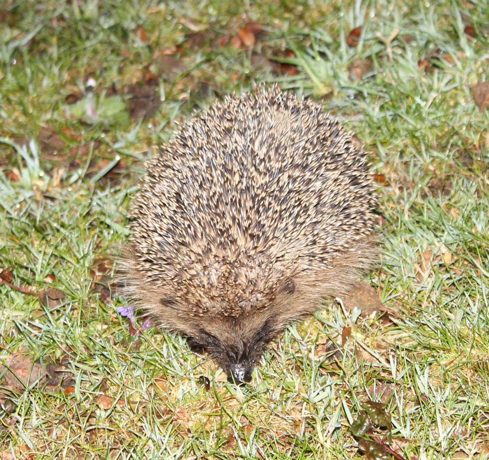 European hedgehog