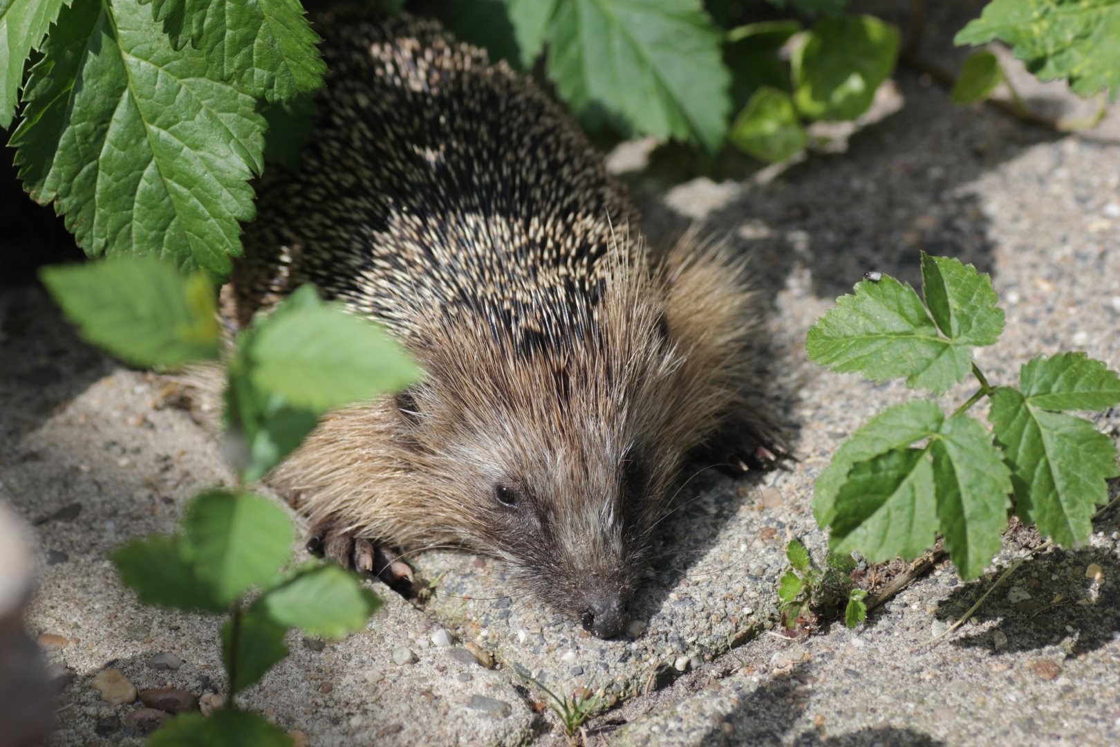 European hedgehog