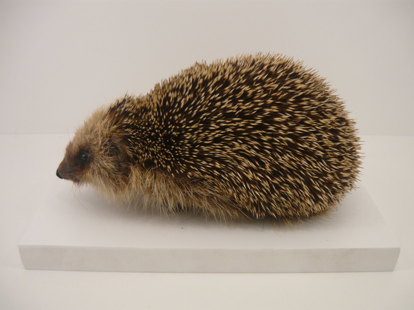 European hedgehog