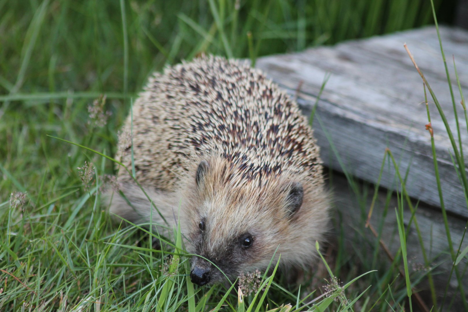 European Hedgehog