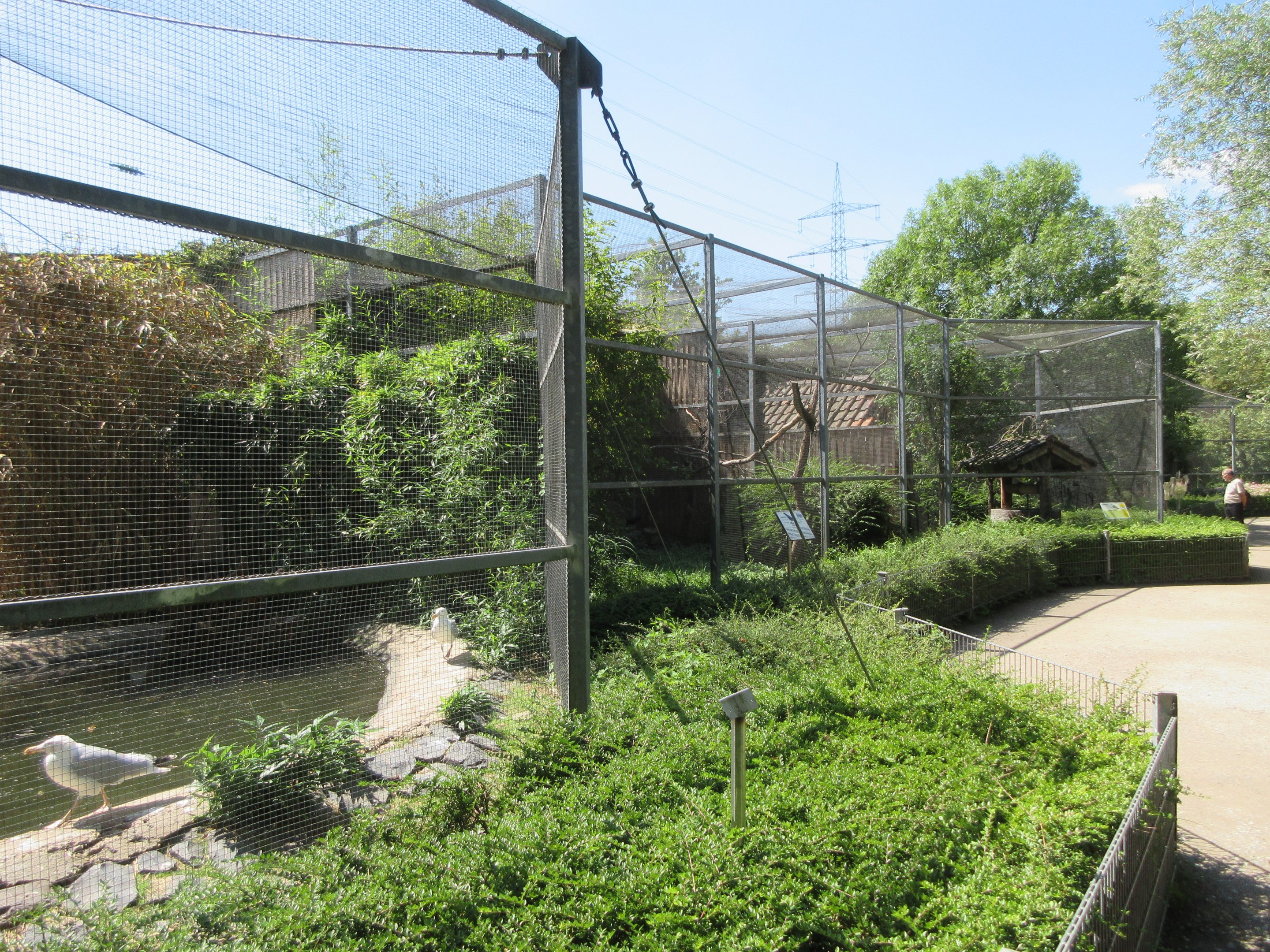 European Herring Gull Exhibit