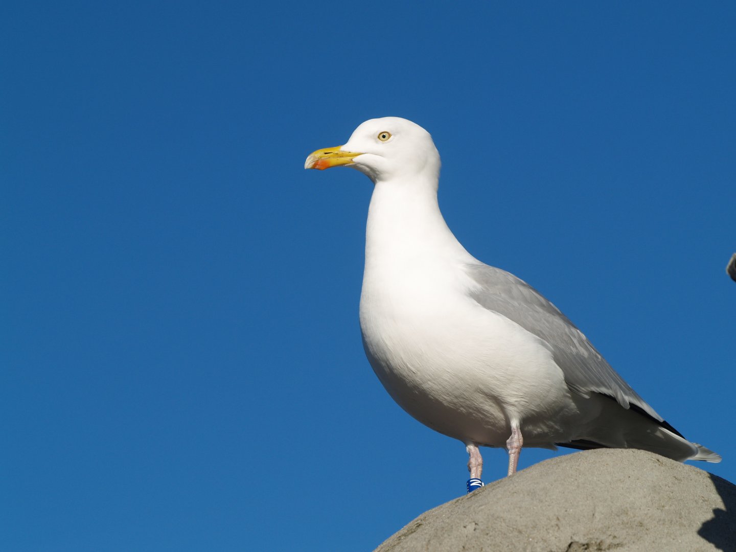European herring gull (Larus argentatus), 2014-02-16
