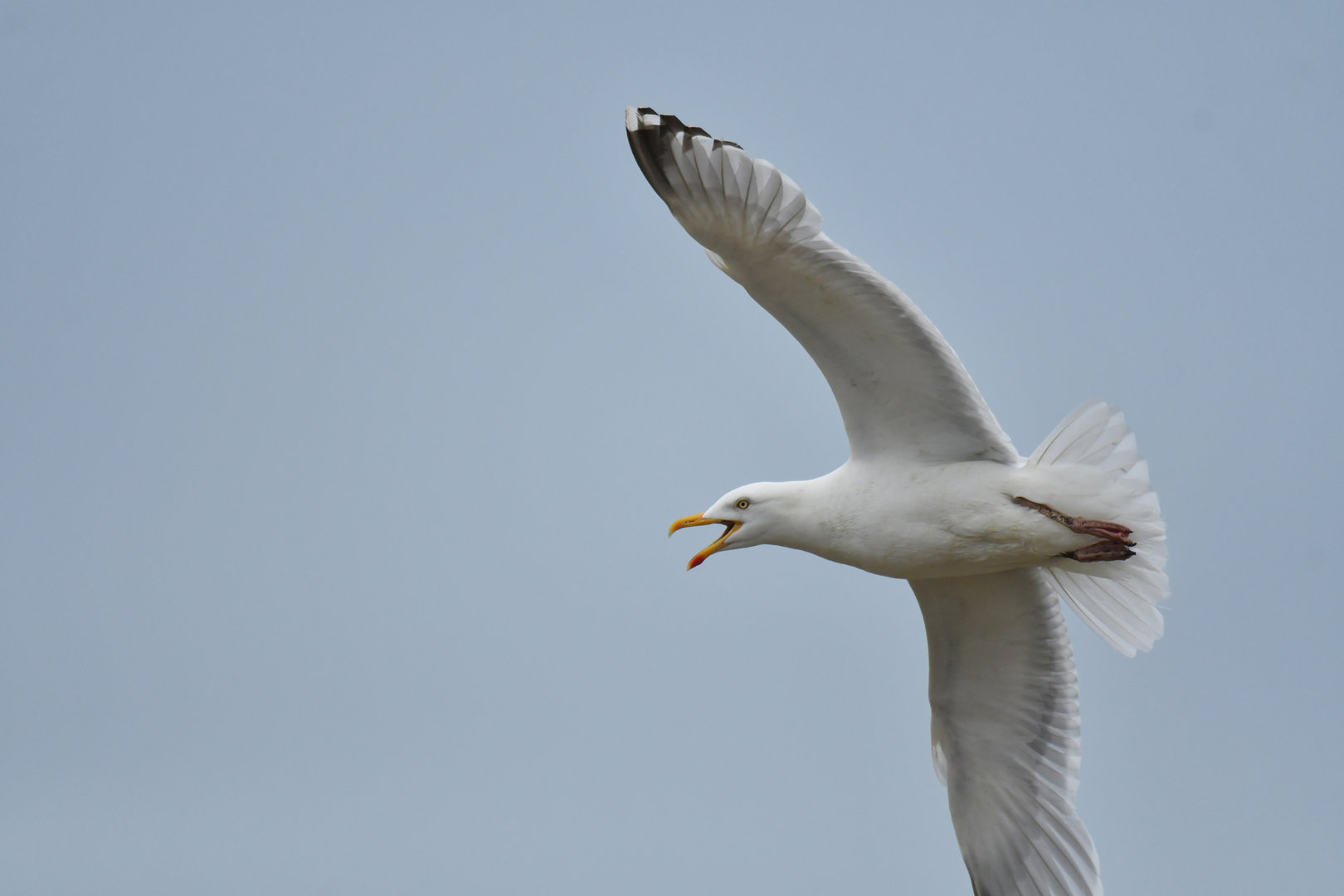 European Herring Gull Larus argentatus