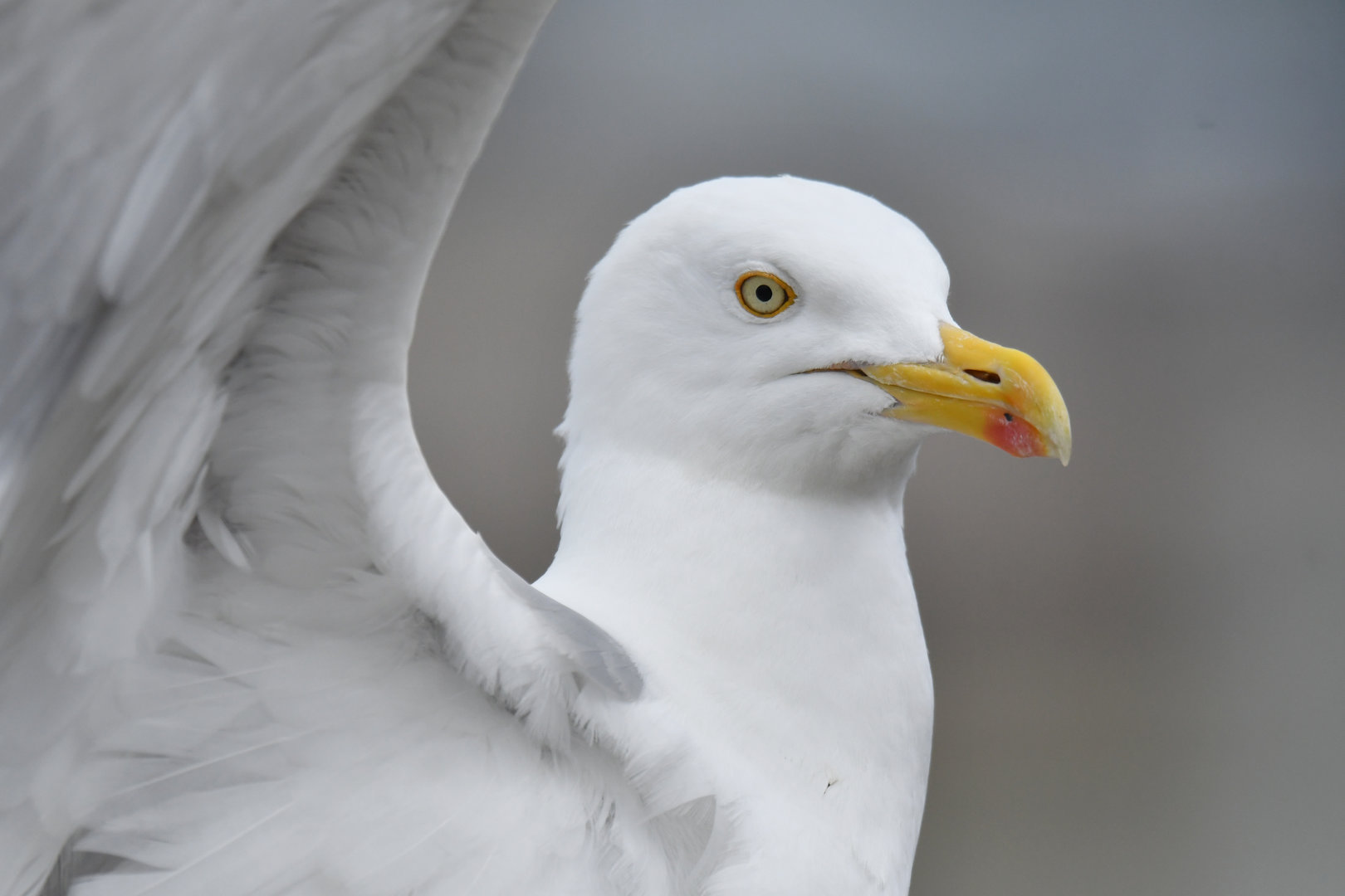 European Herring Gull Larus argentatus