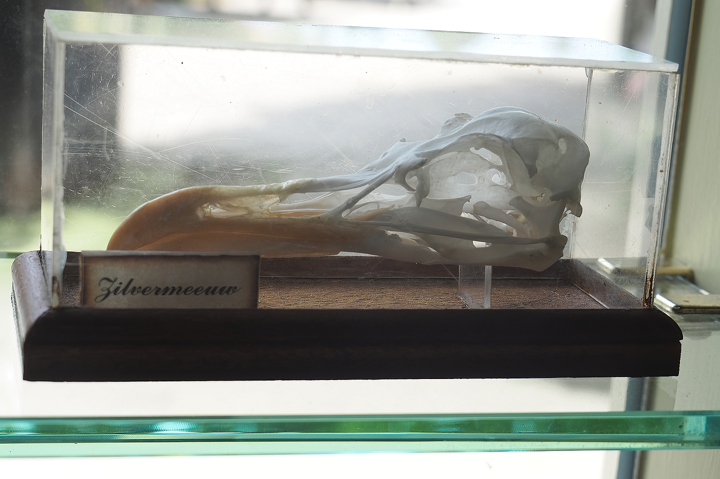 European herring gull skull, 2022-06-12