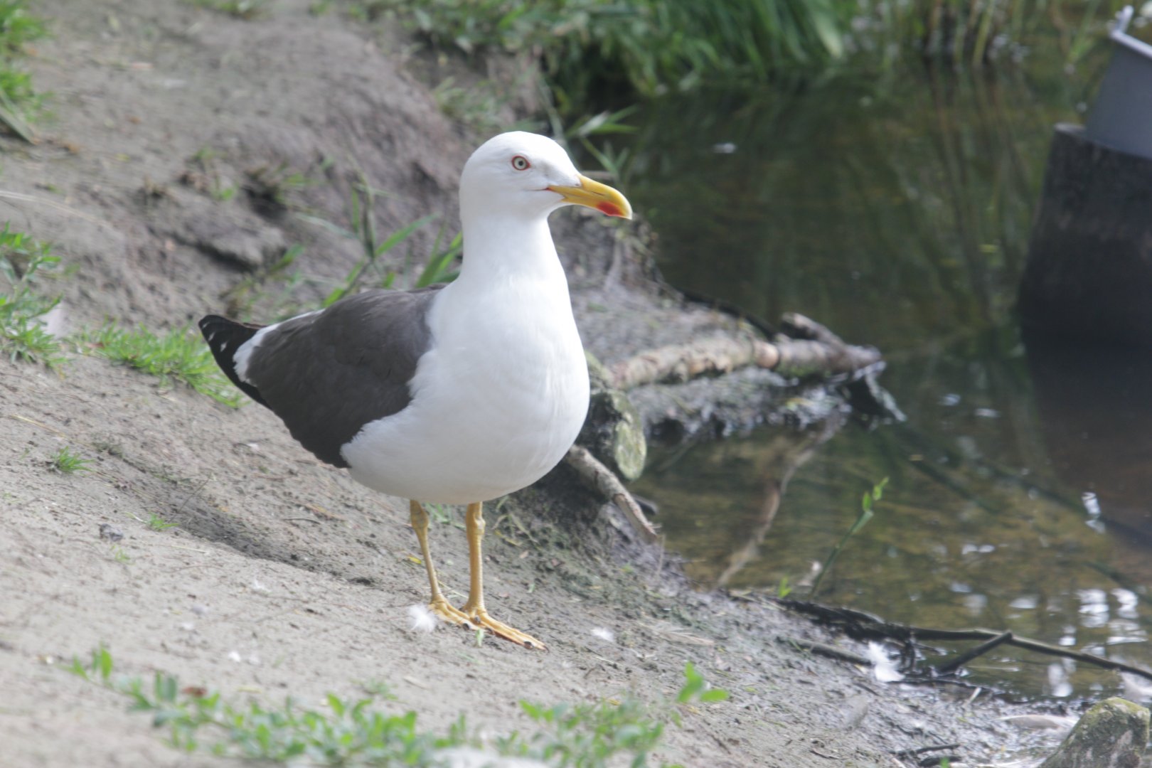 European herring gull
