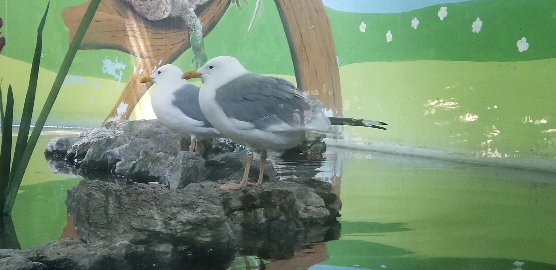 European Herring Gull