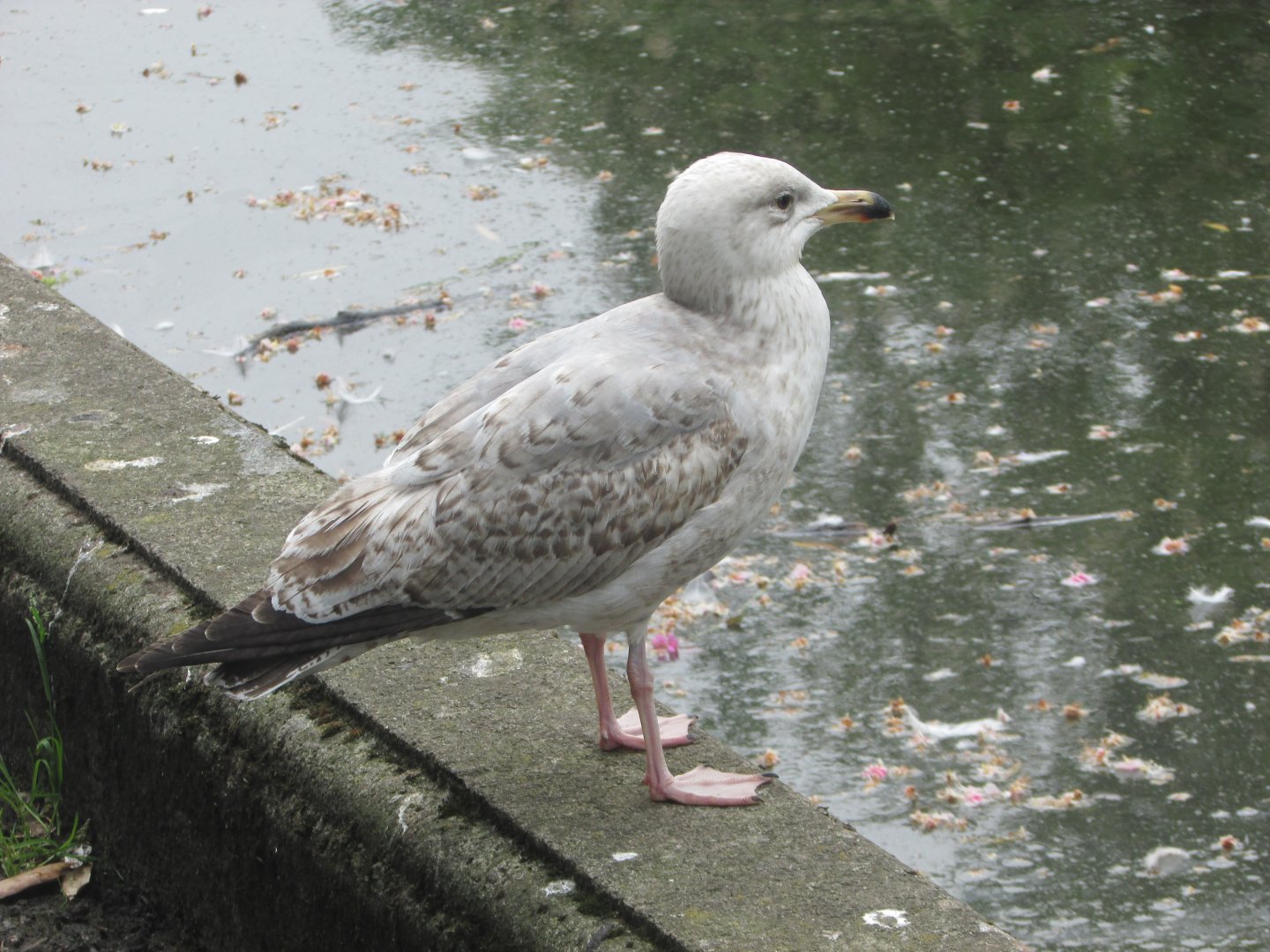 European herring gull???