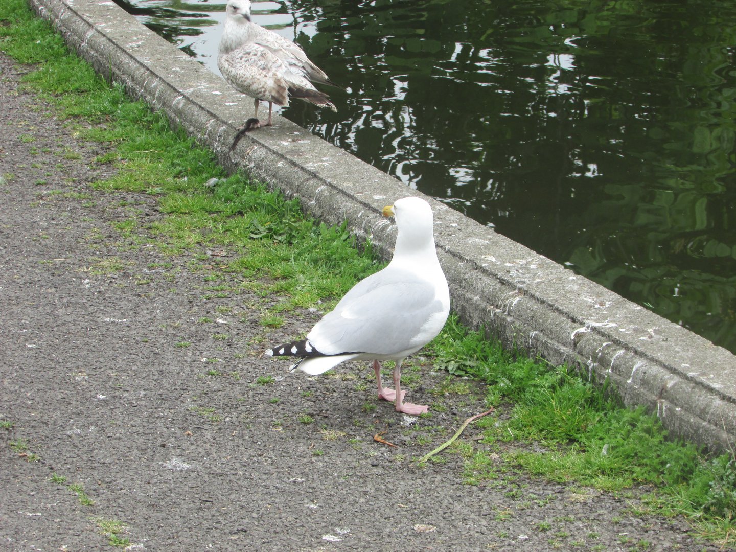 European herring gulls