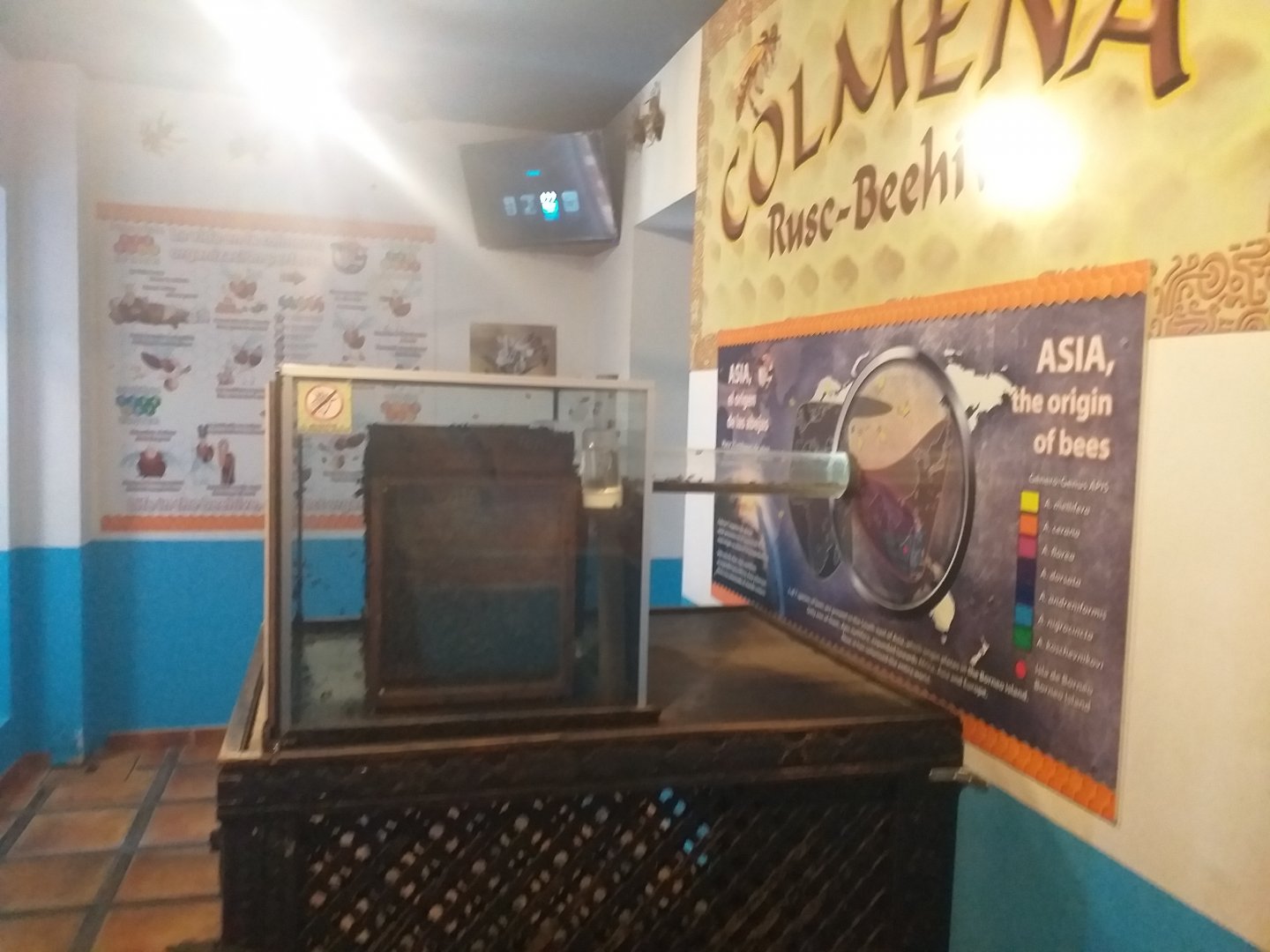 European honey bee exhibit -TerraNatura Benidorm (2021)