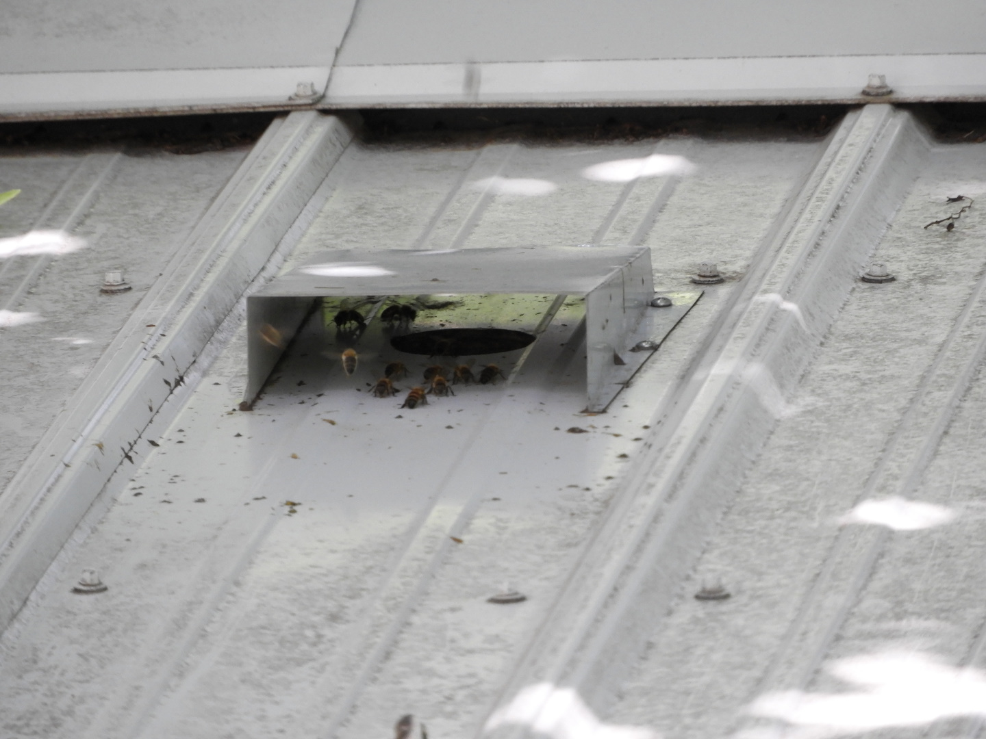 European Honey Bees (Apis mellifera)