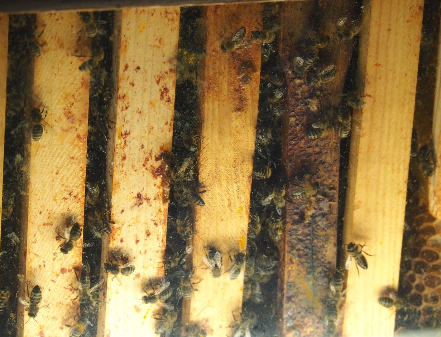 European honey bees in hive (Apis mellifera), 2021-09-02