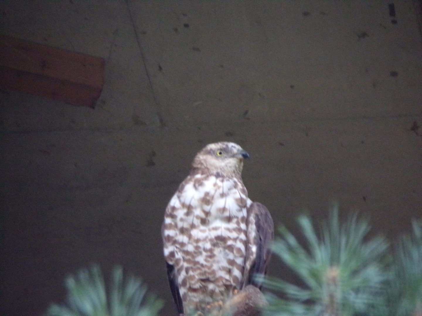European honey buzzard 9.7.25