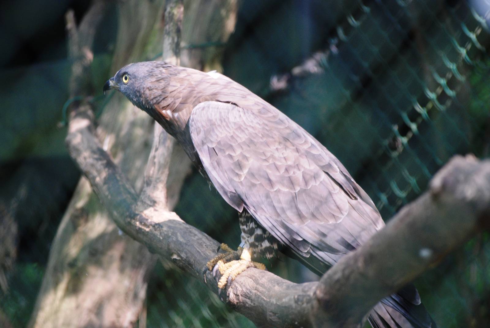 European Honey Buzzard at Burgers Zoo Arnhem, 30/05/12