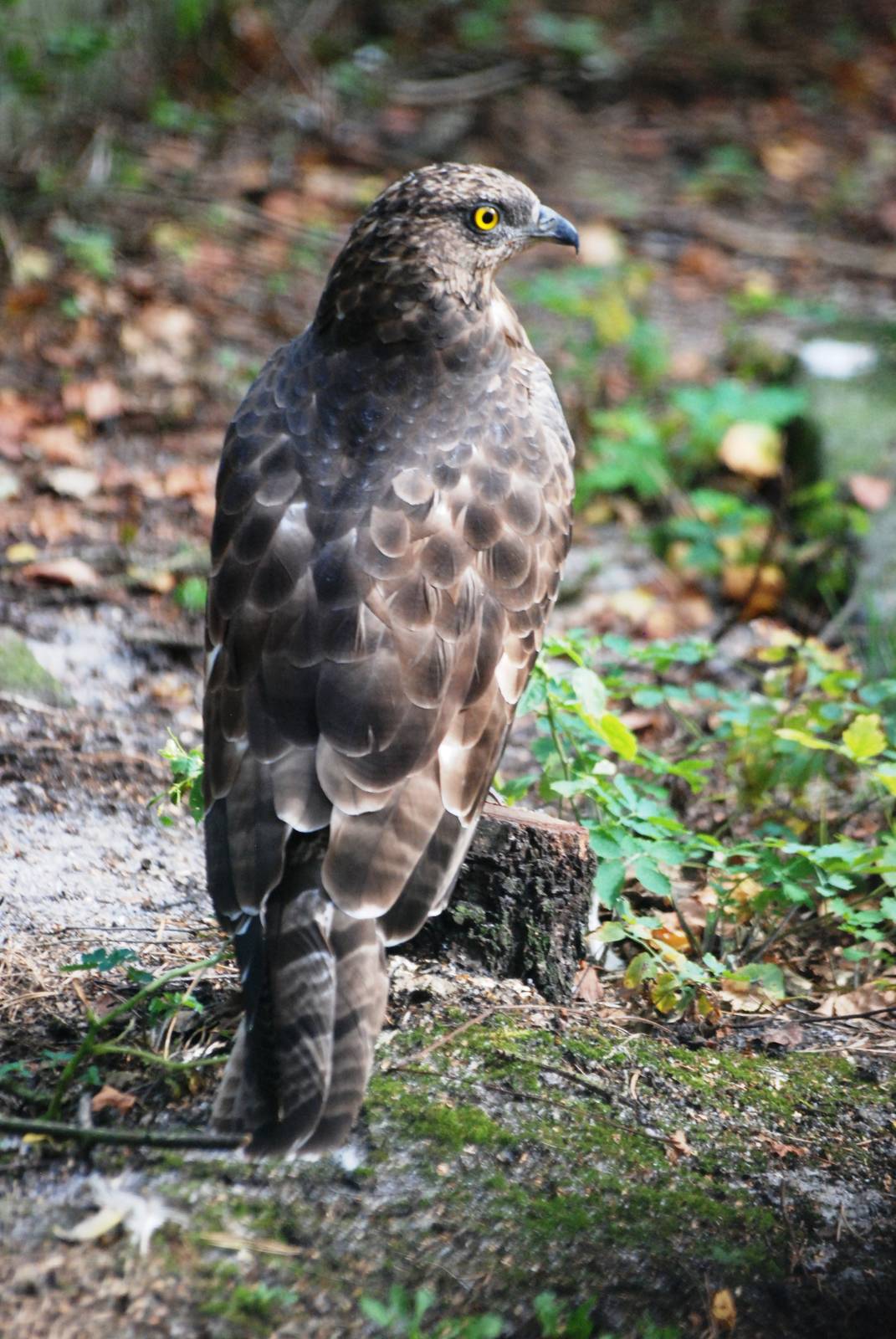 European Honey Buzzard at Decin, 28/08/12