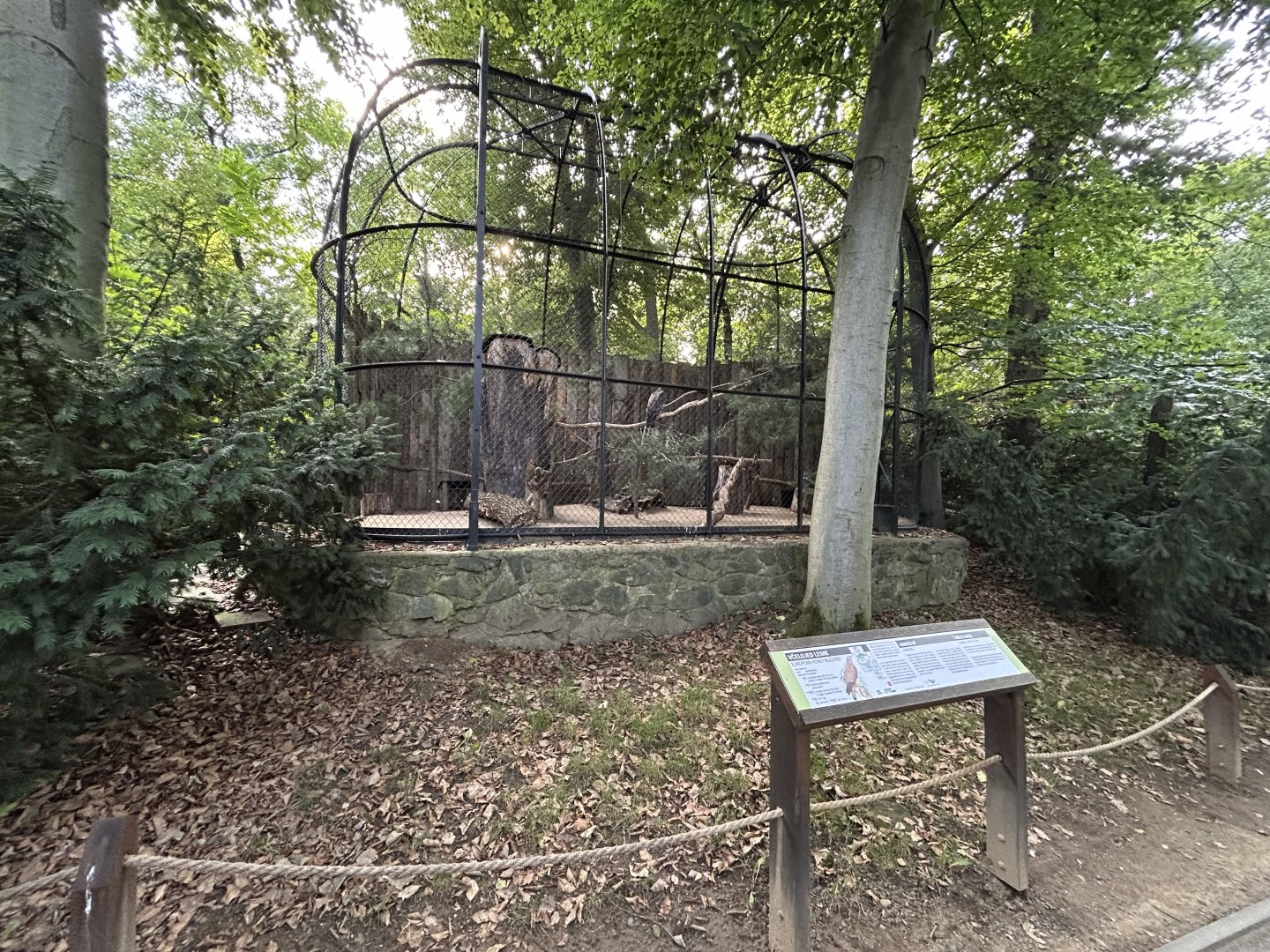 European Honey Buzzard Aviary