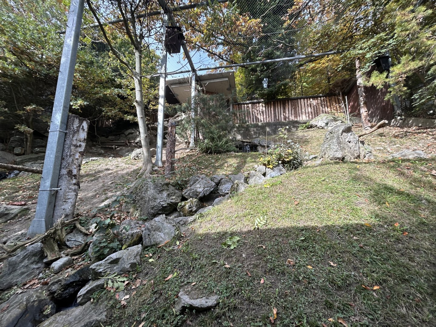 European Honey Buzzard & Cinereous Vulture Aviary