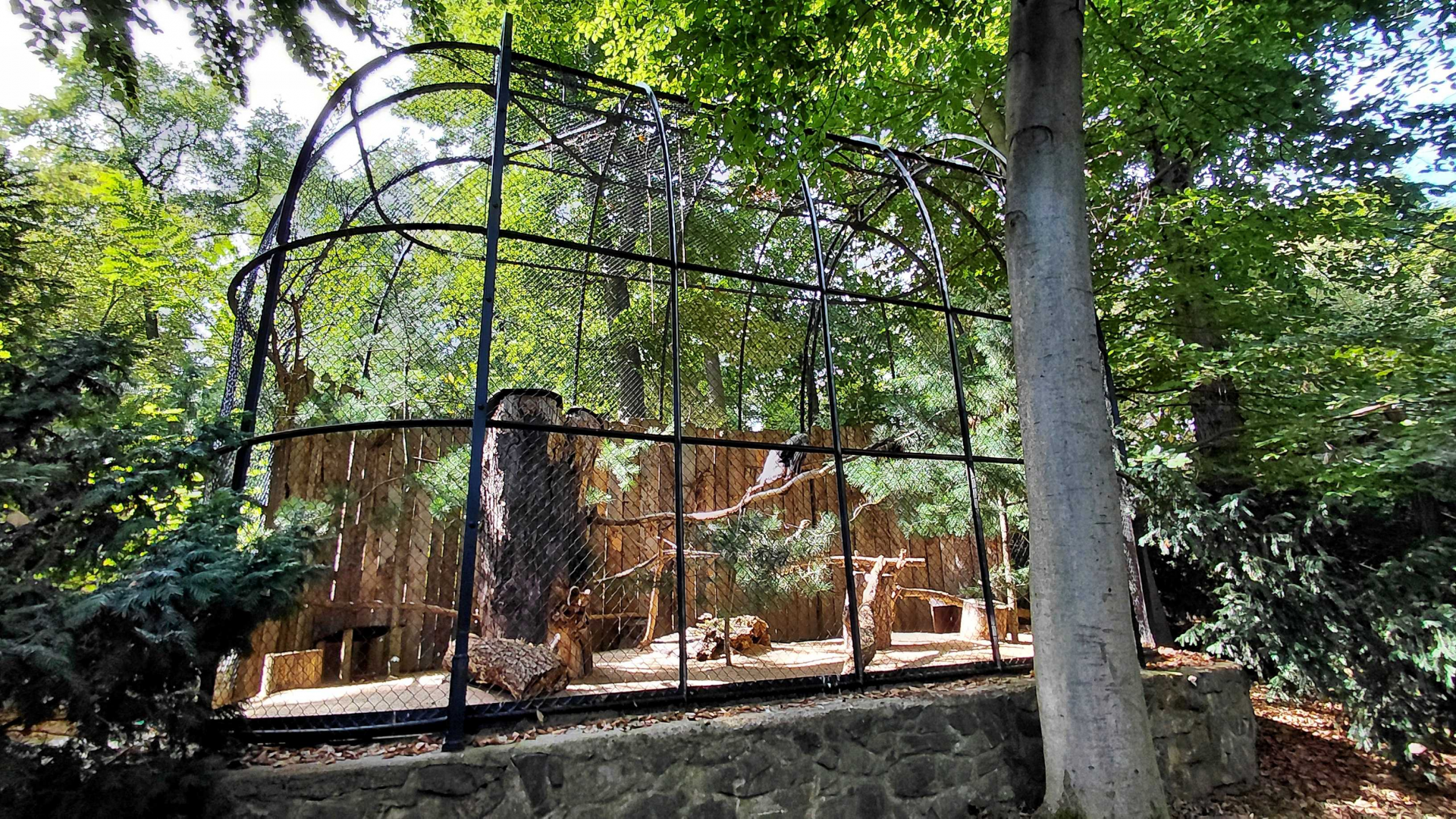 European honey buzzard exhibit