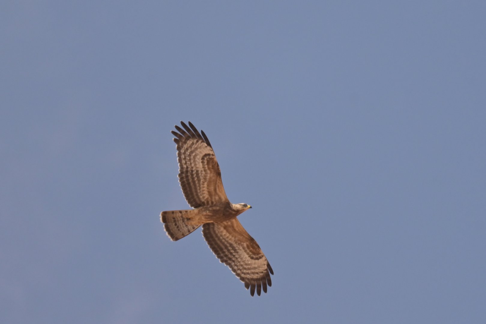 European Honey-buzzard Pernis apivorus