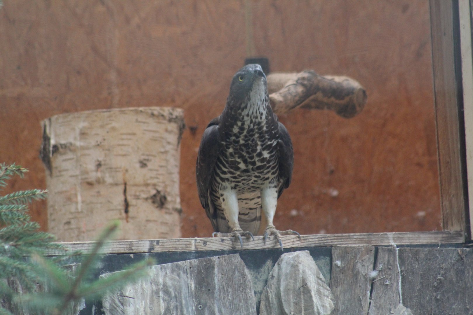 European Honey-Buzzard
