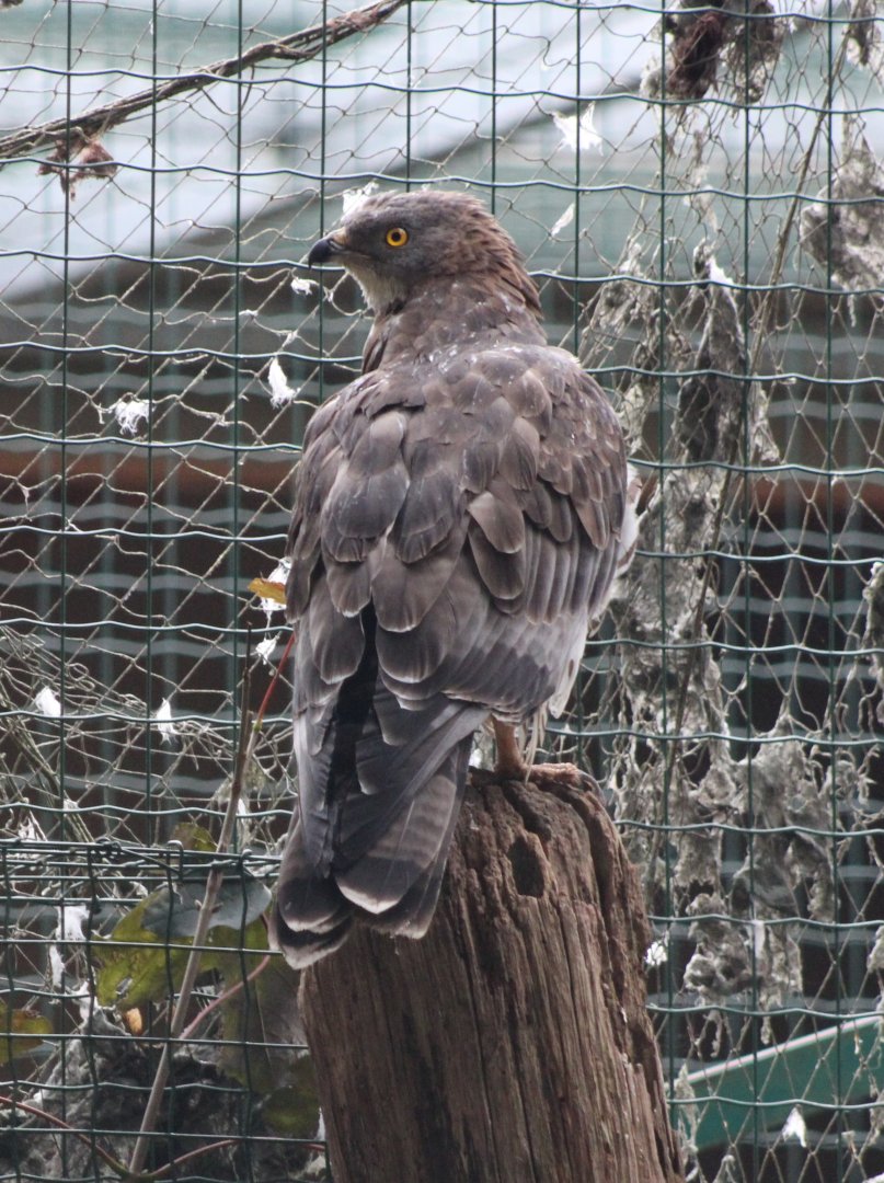 European honey-buzzard