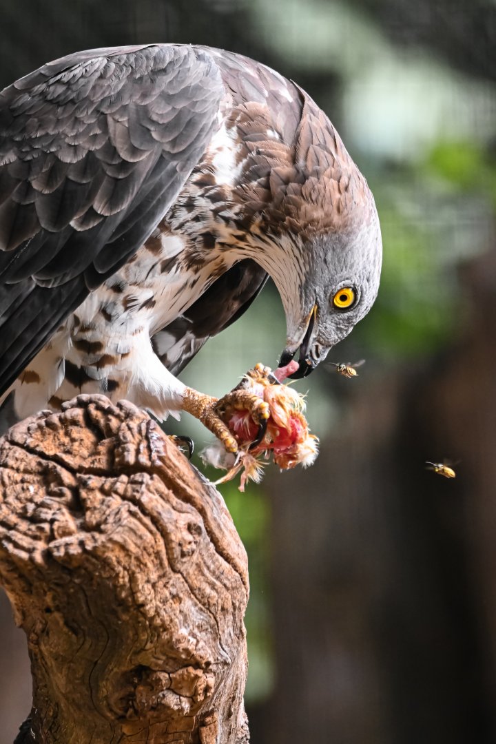 European honey buzzard