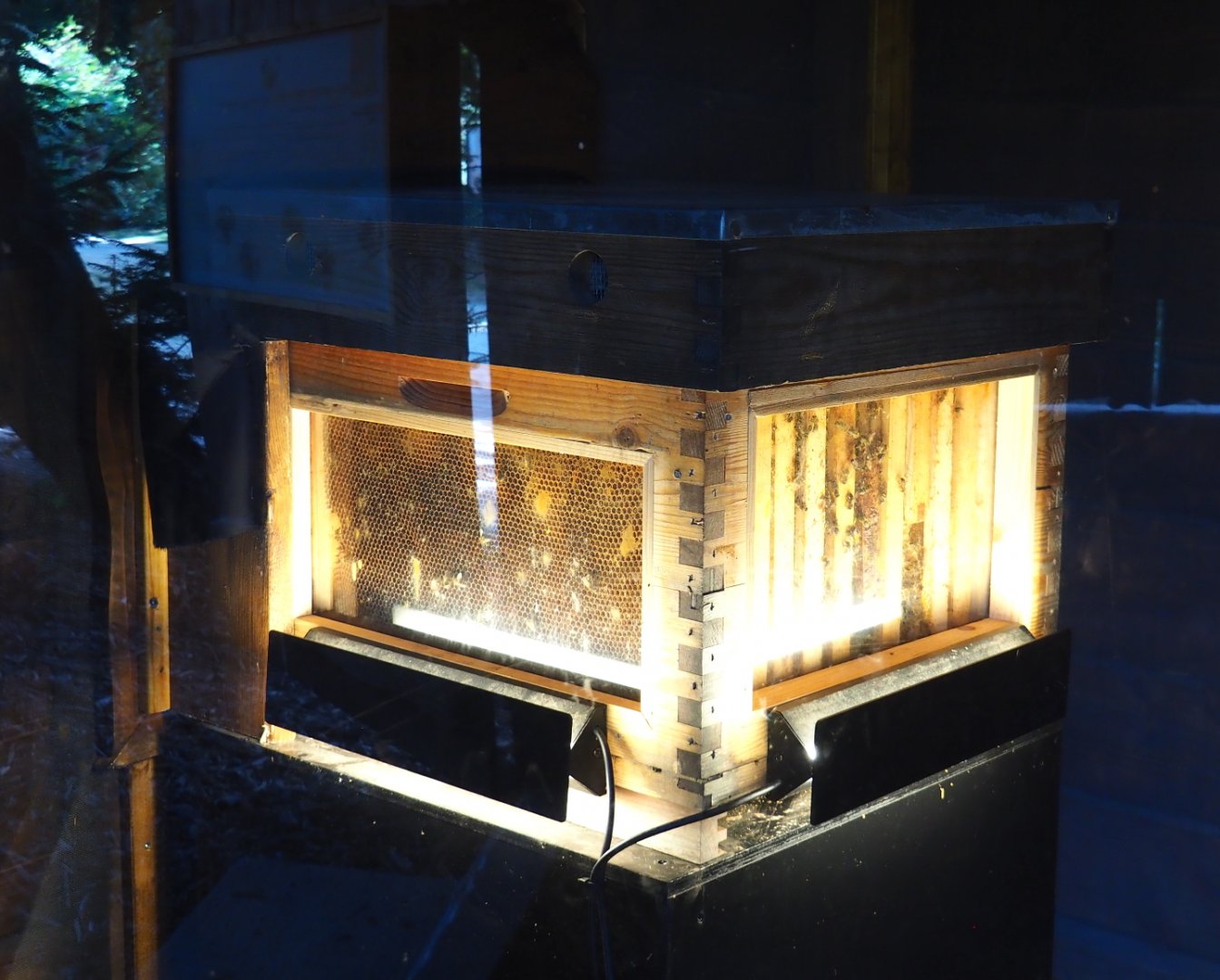 European honeybee hive with viewing windows, 2021-09-02