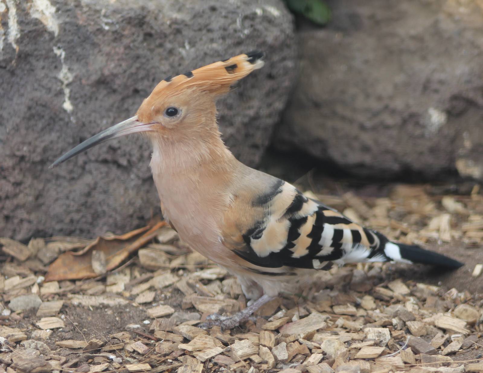 European hoopoe