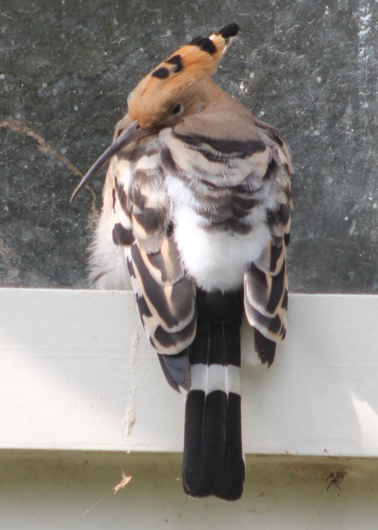 European hoopoe