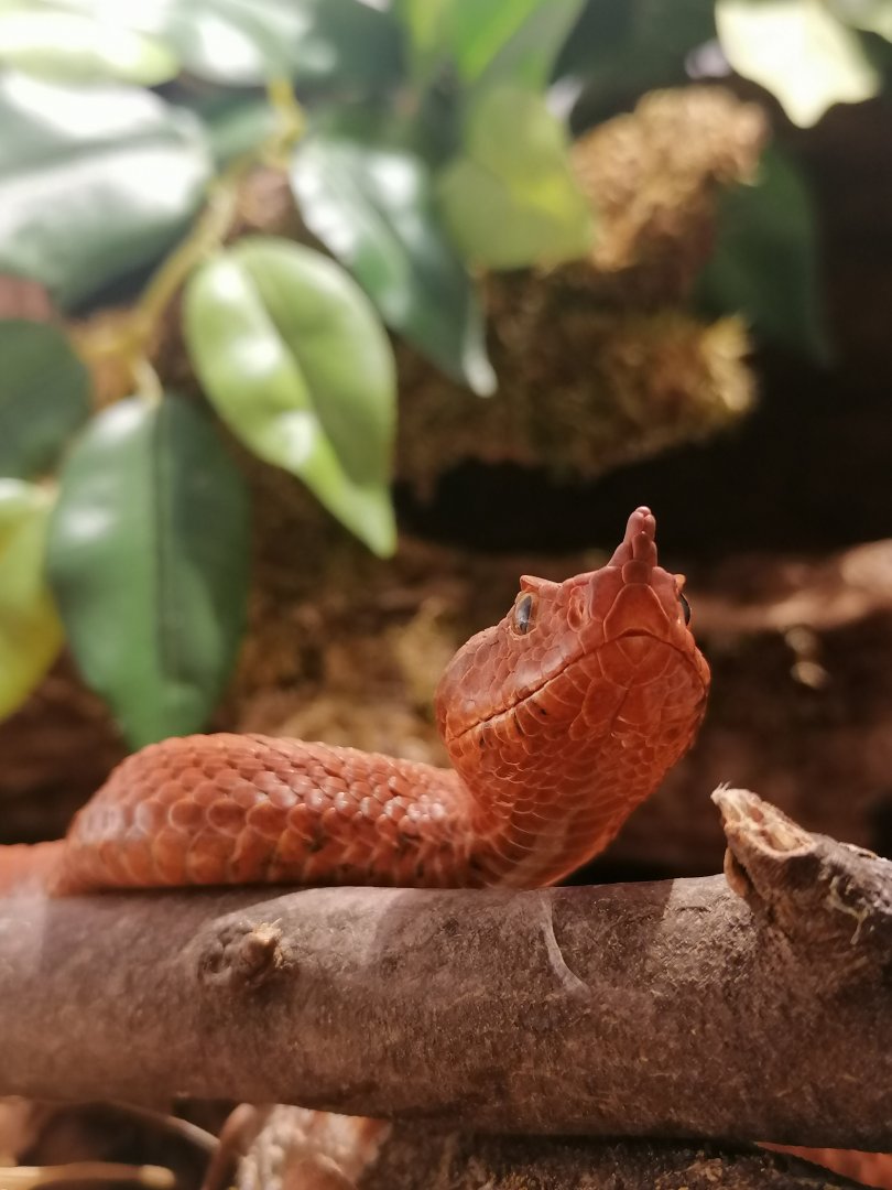 European horned viper (Vipera ammodytes)