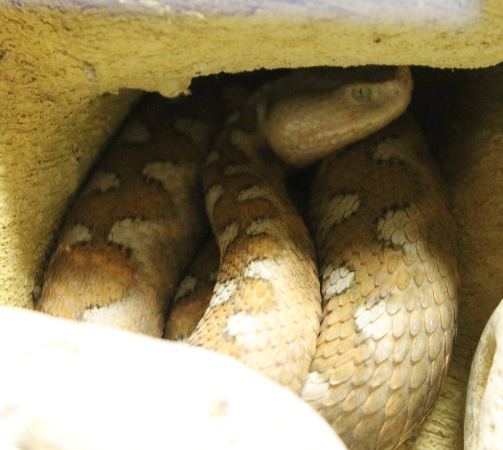 European horned viper