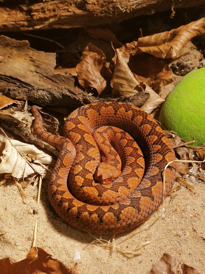 European horned viper