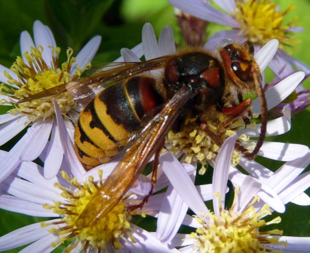 European hornet (Vespa crabro) male