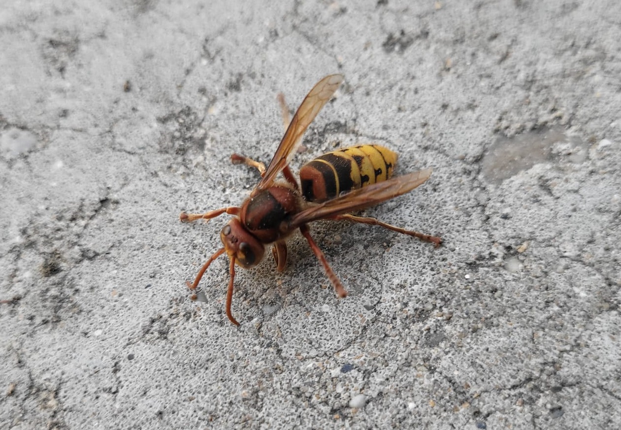 European hornet - Vespa crabro