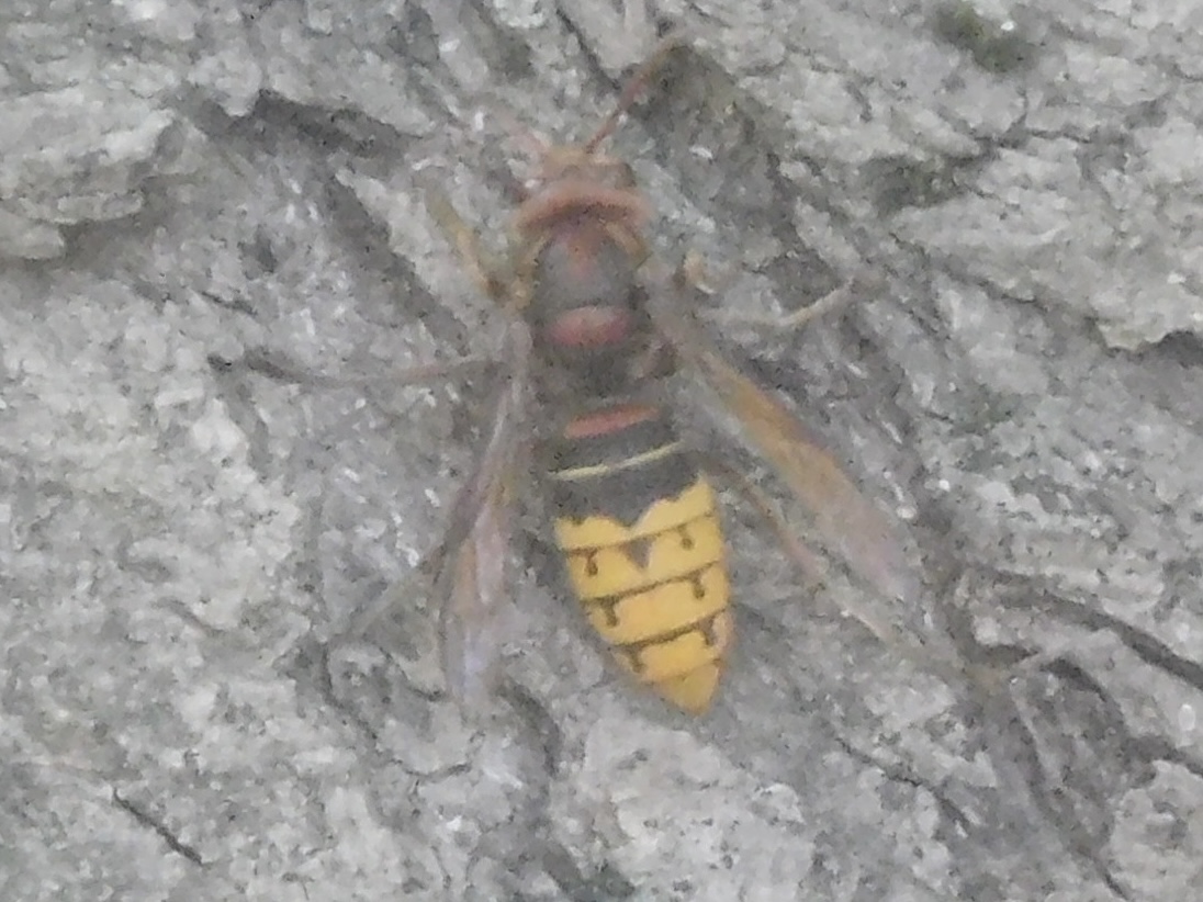 European hornet