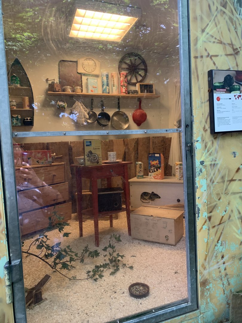 European house mouse exhibit