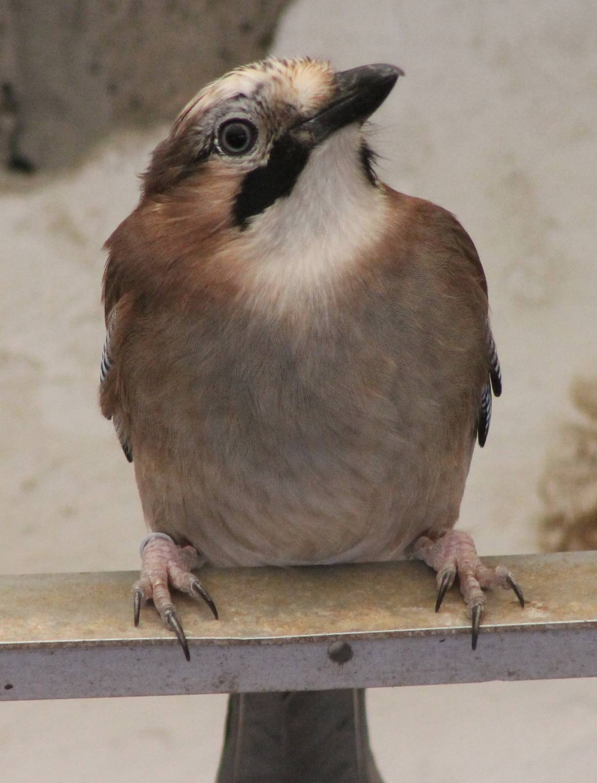 European jay
