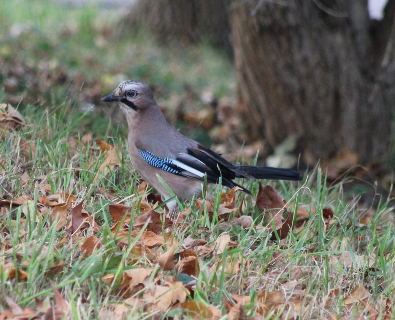 European jay