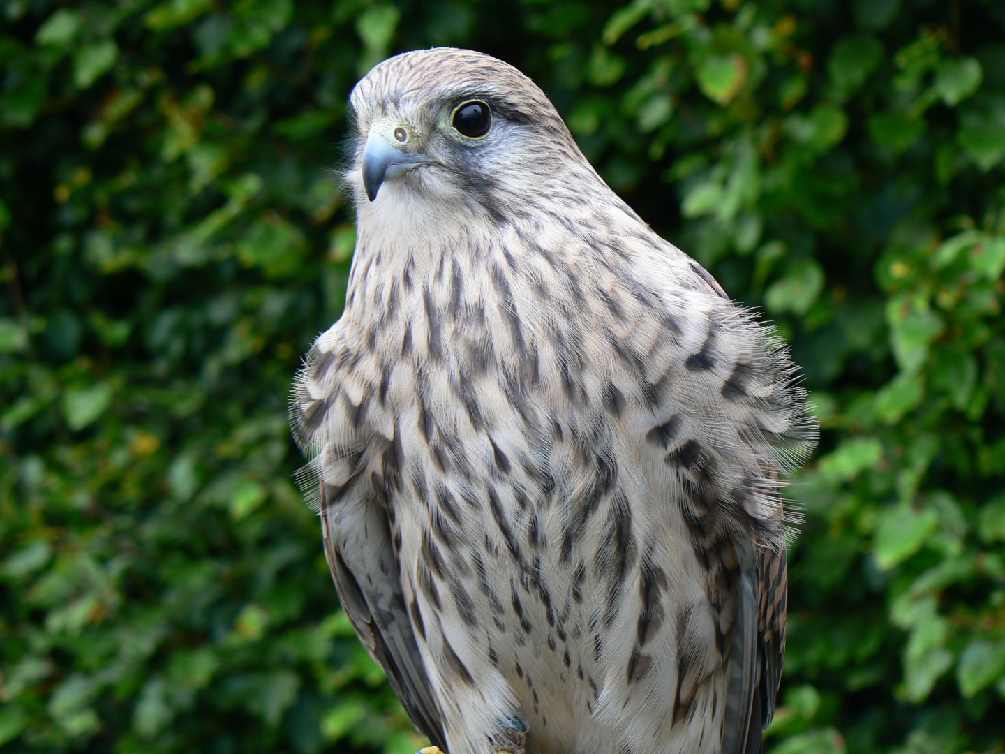 European Kestrel - 27 October 2016