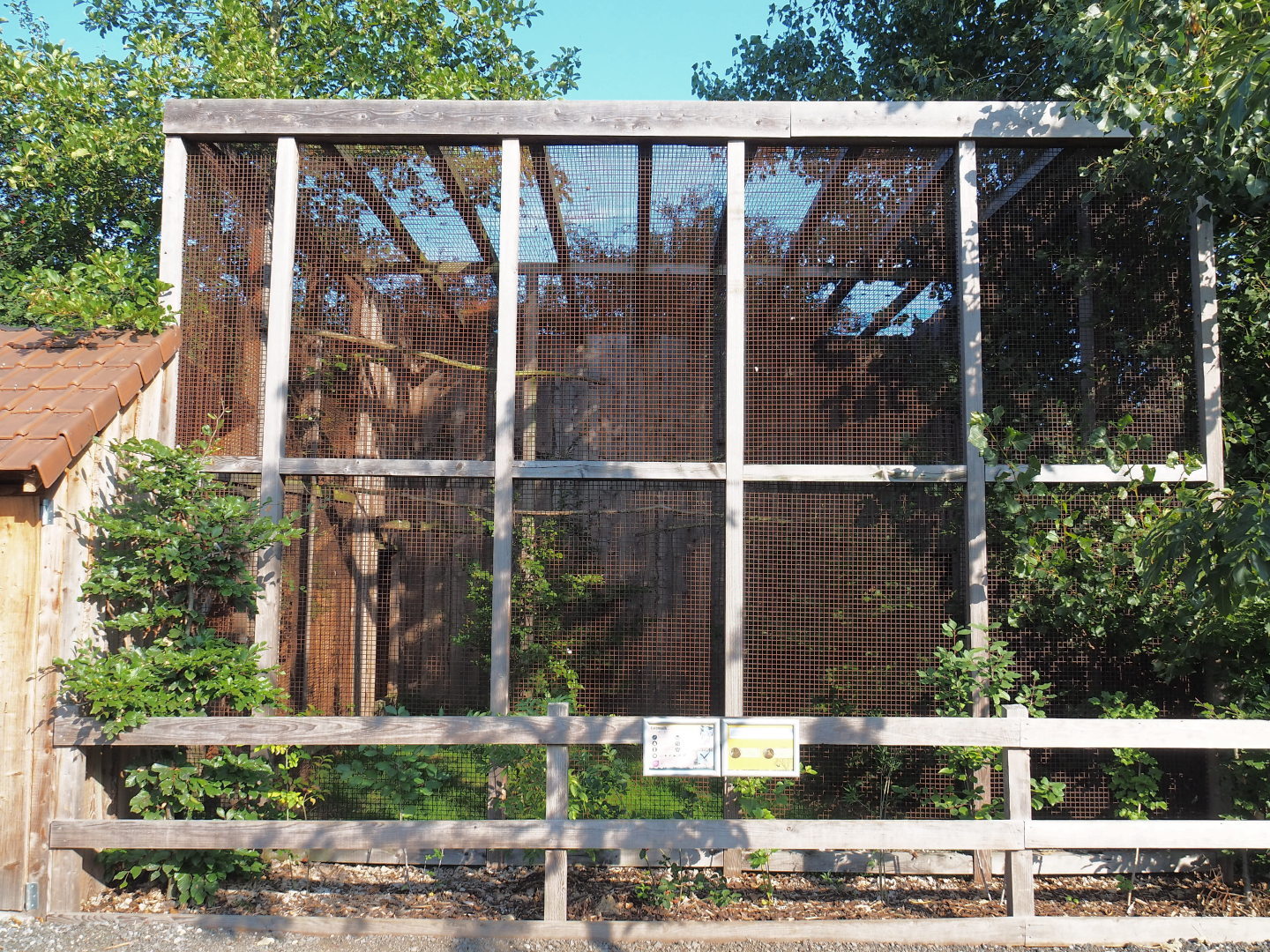 European kestrel aviary, 2020-09-12