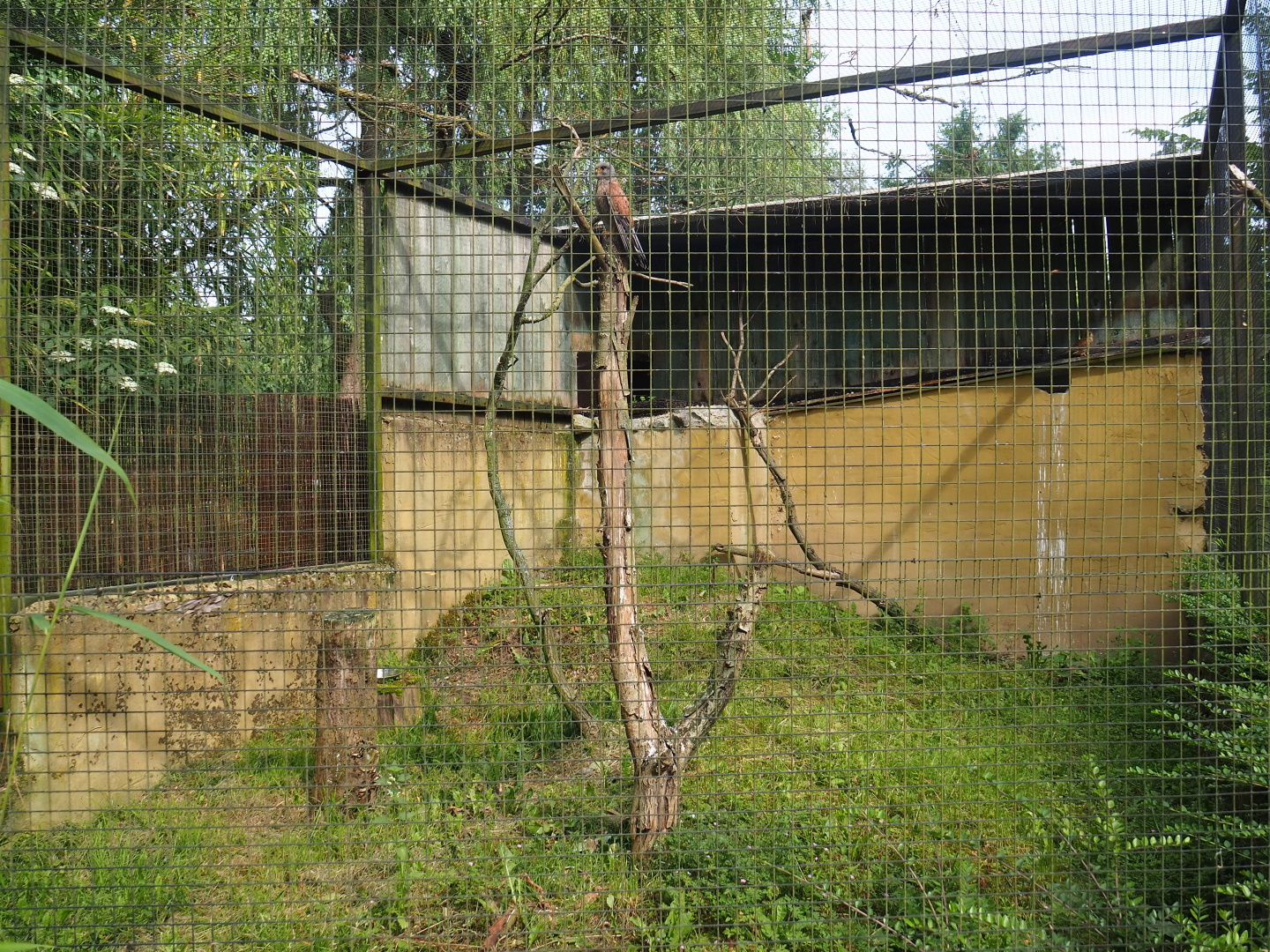 European kestrel aviary (Formerly home to American kestrels), 2021-06-15