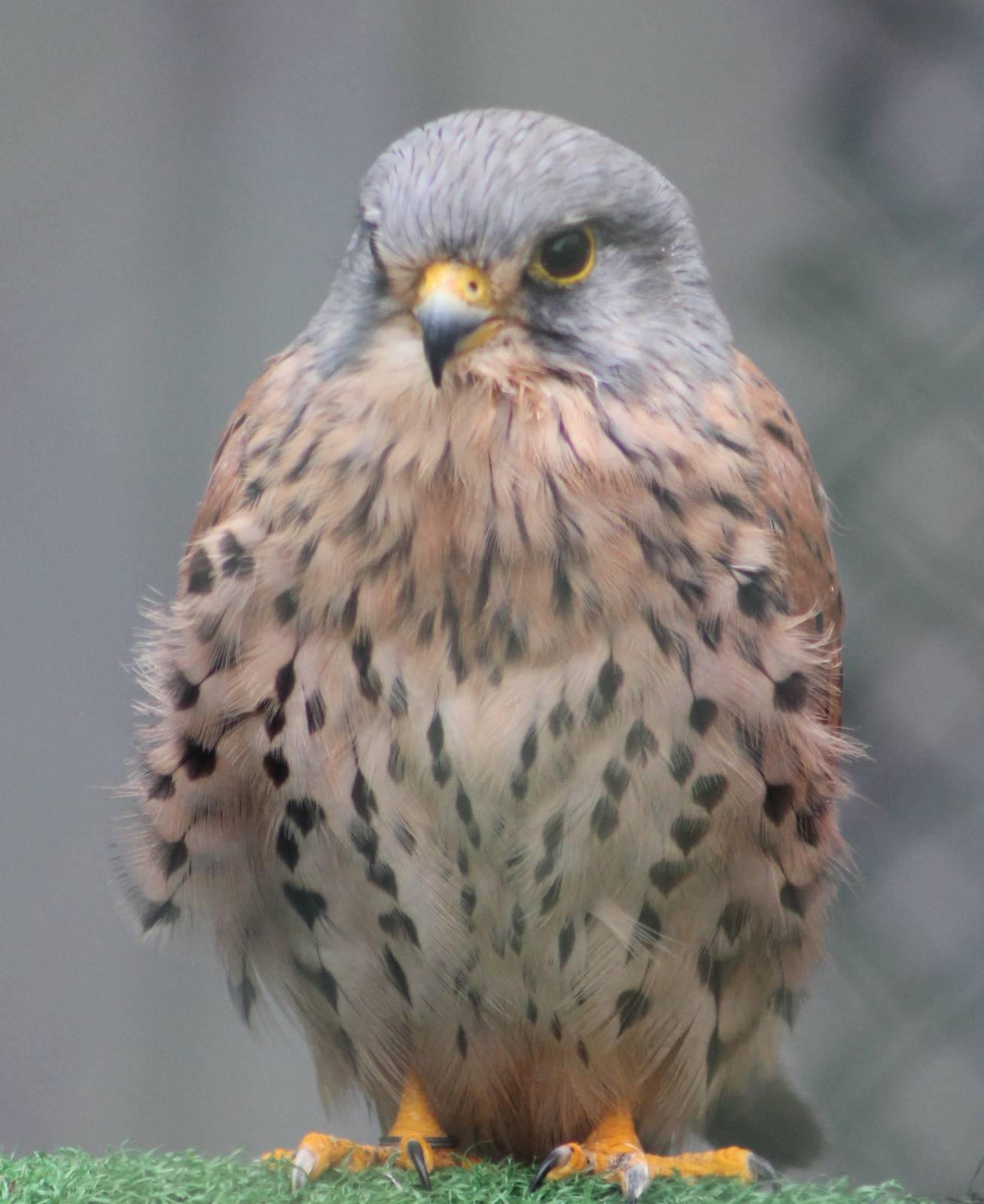 European kestrel