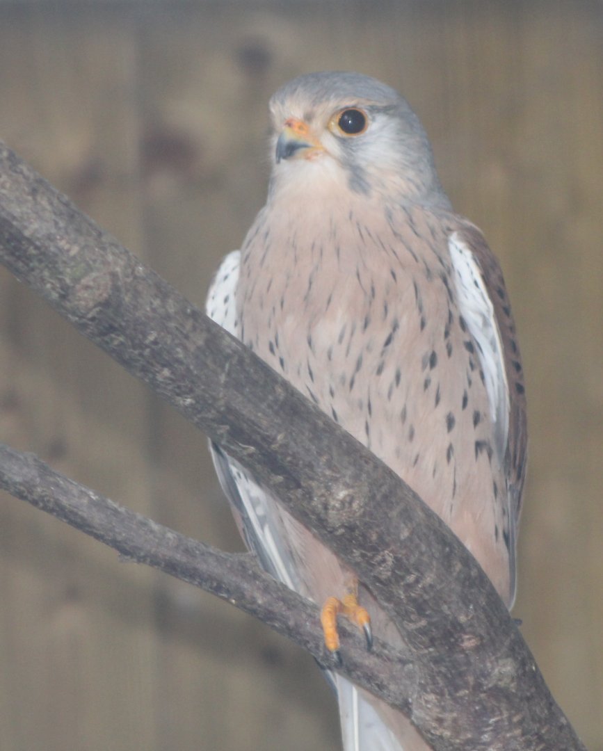 European kestrel