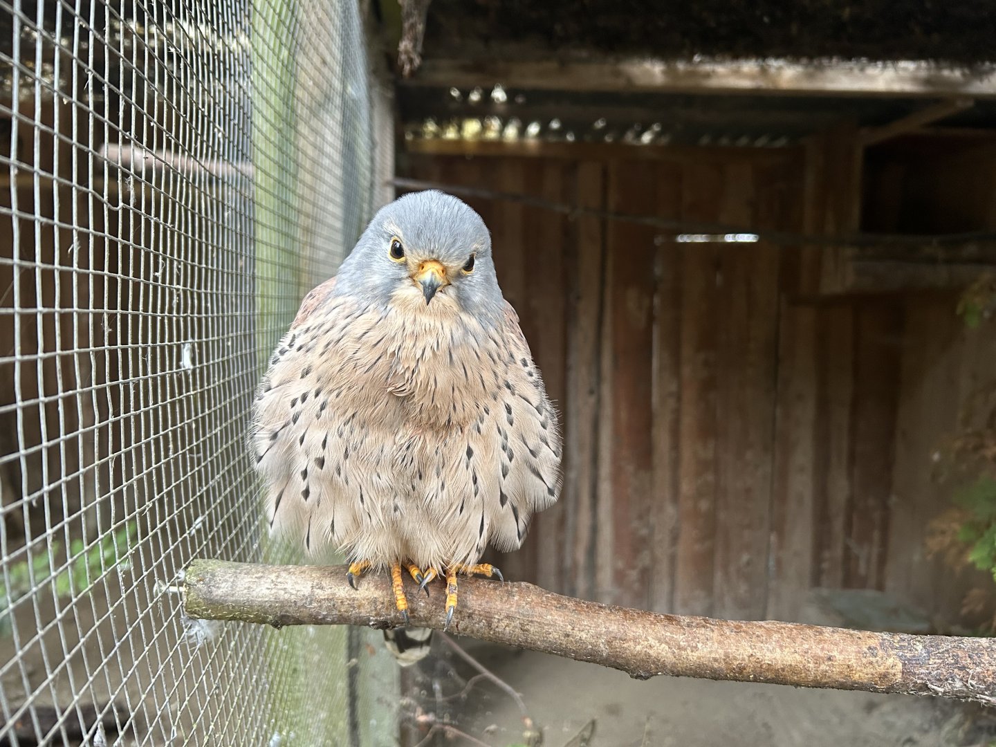 European Kestrel