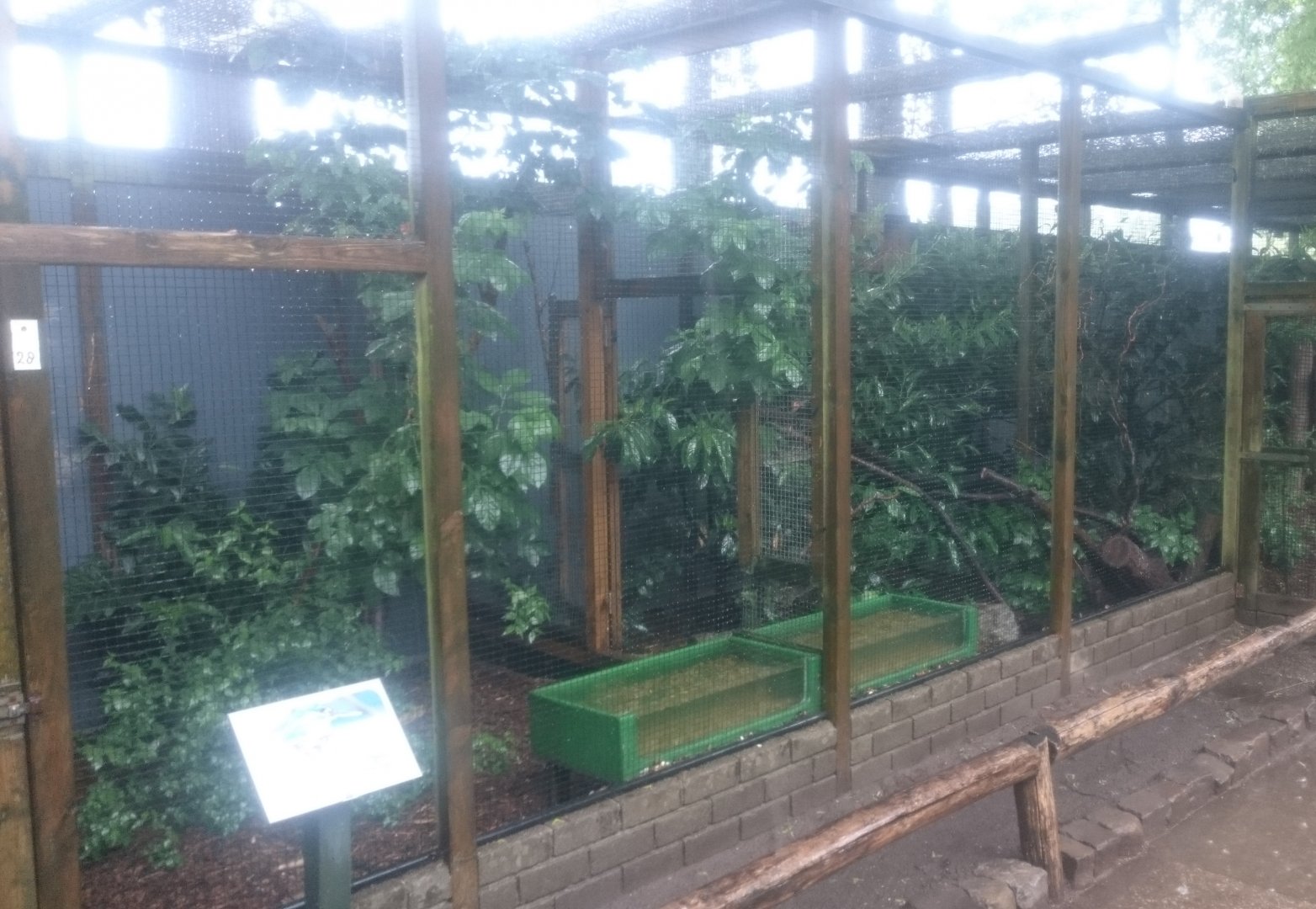 European kingfisher-aviary