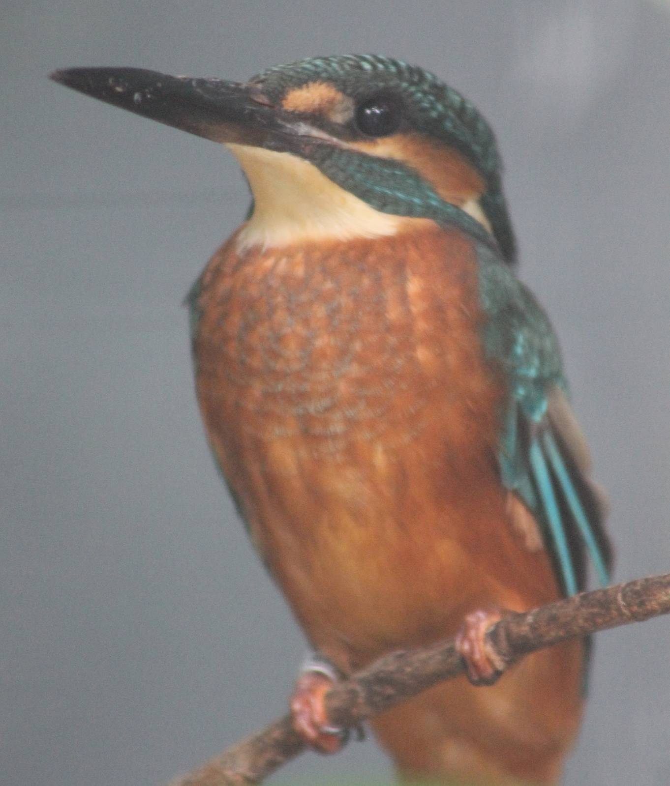 European kingfisher