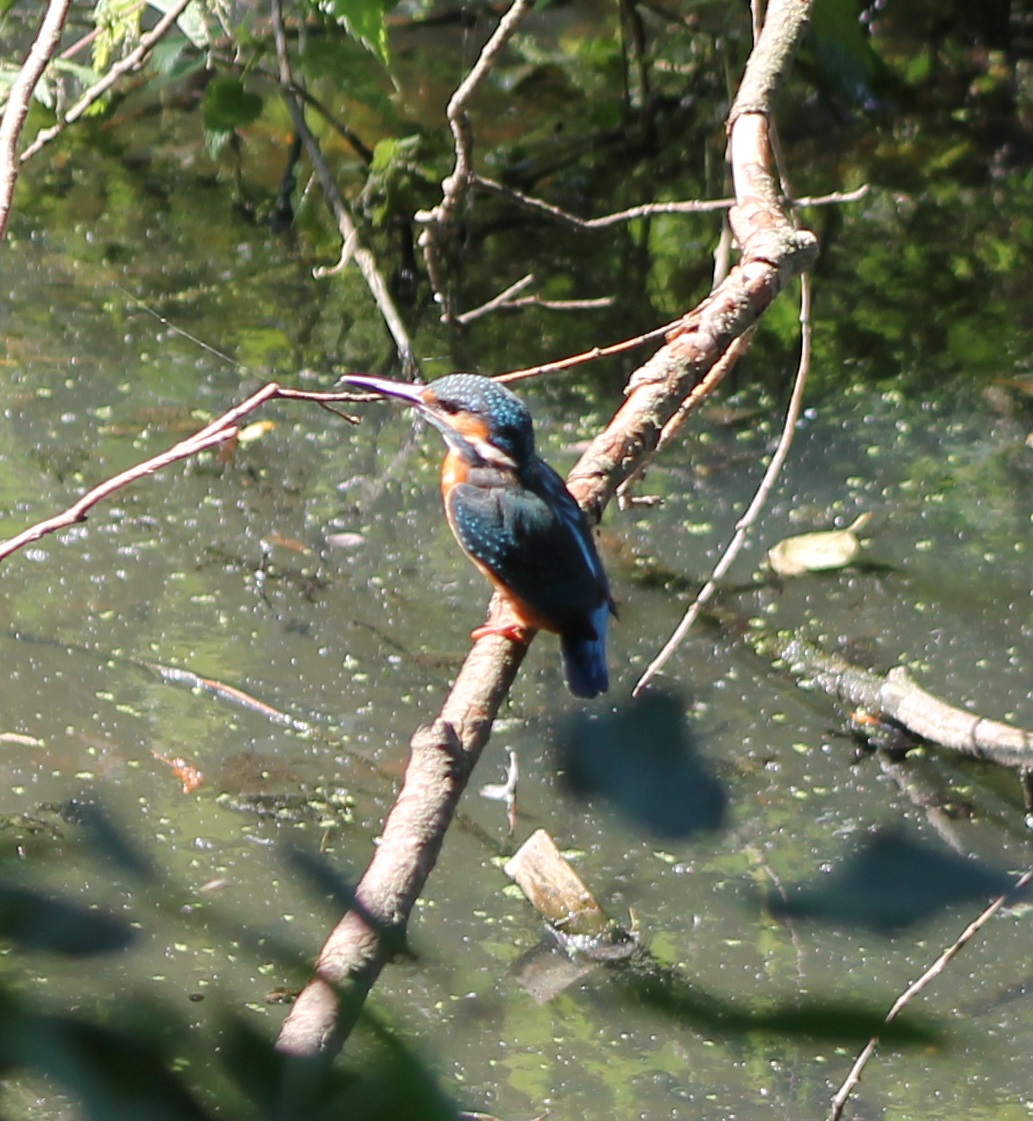 European kingfisher