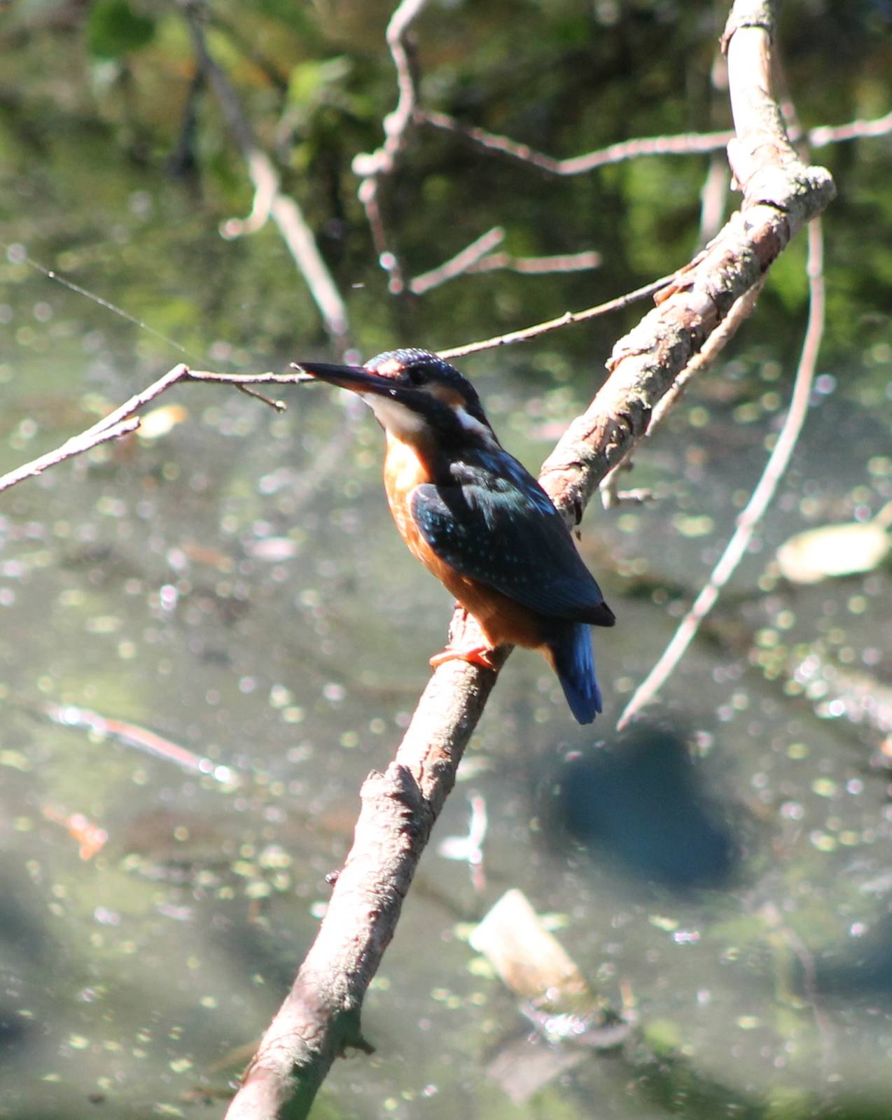 European kingfisher