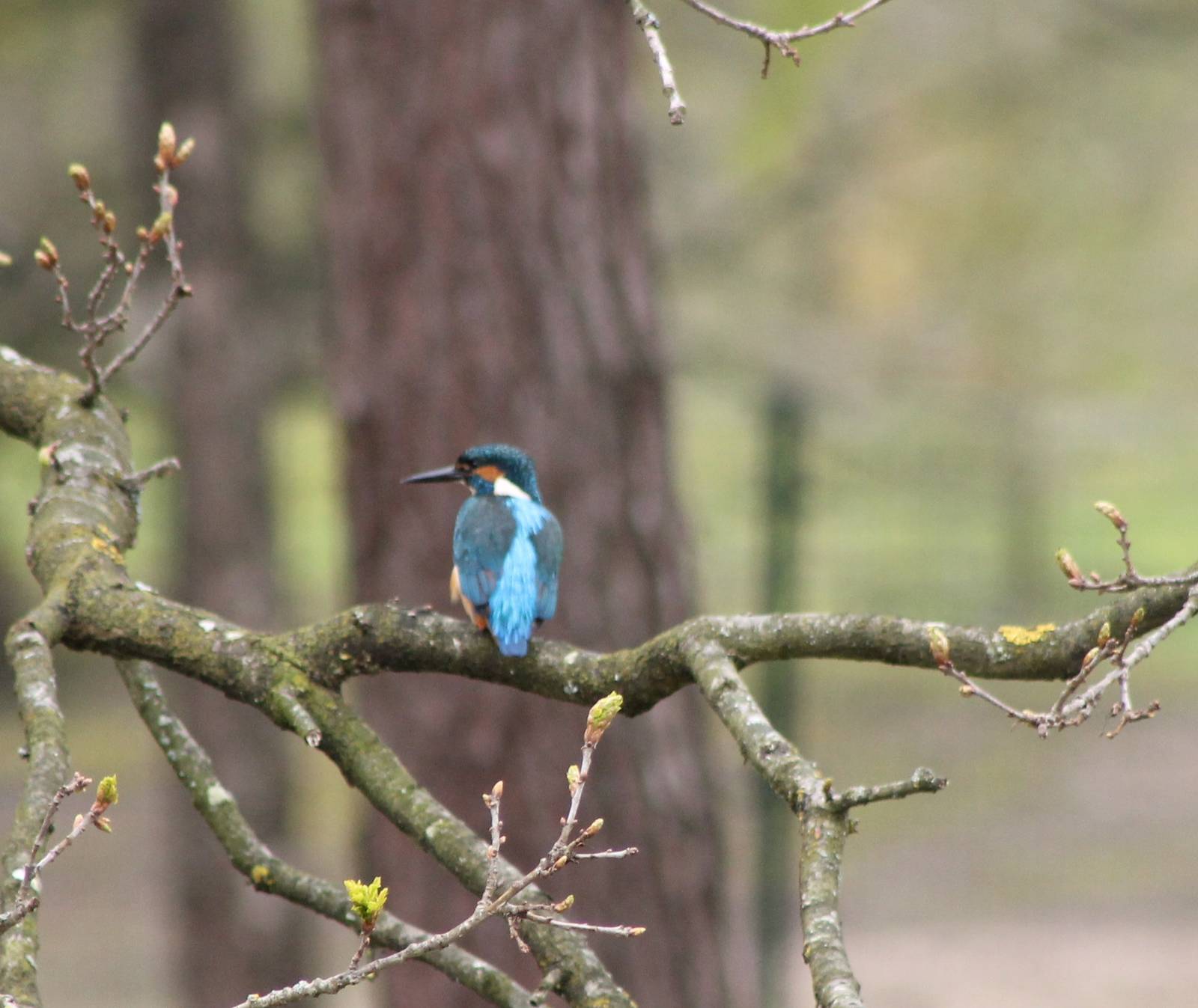 European kingfisher