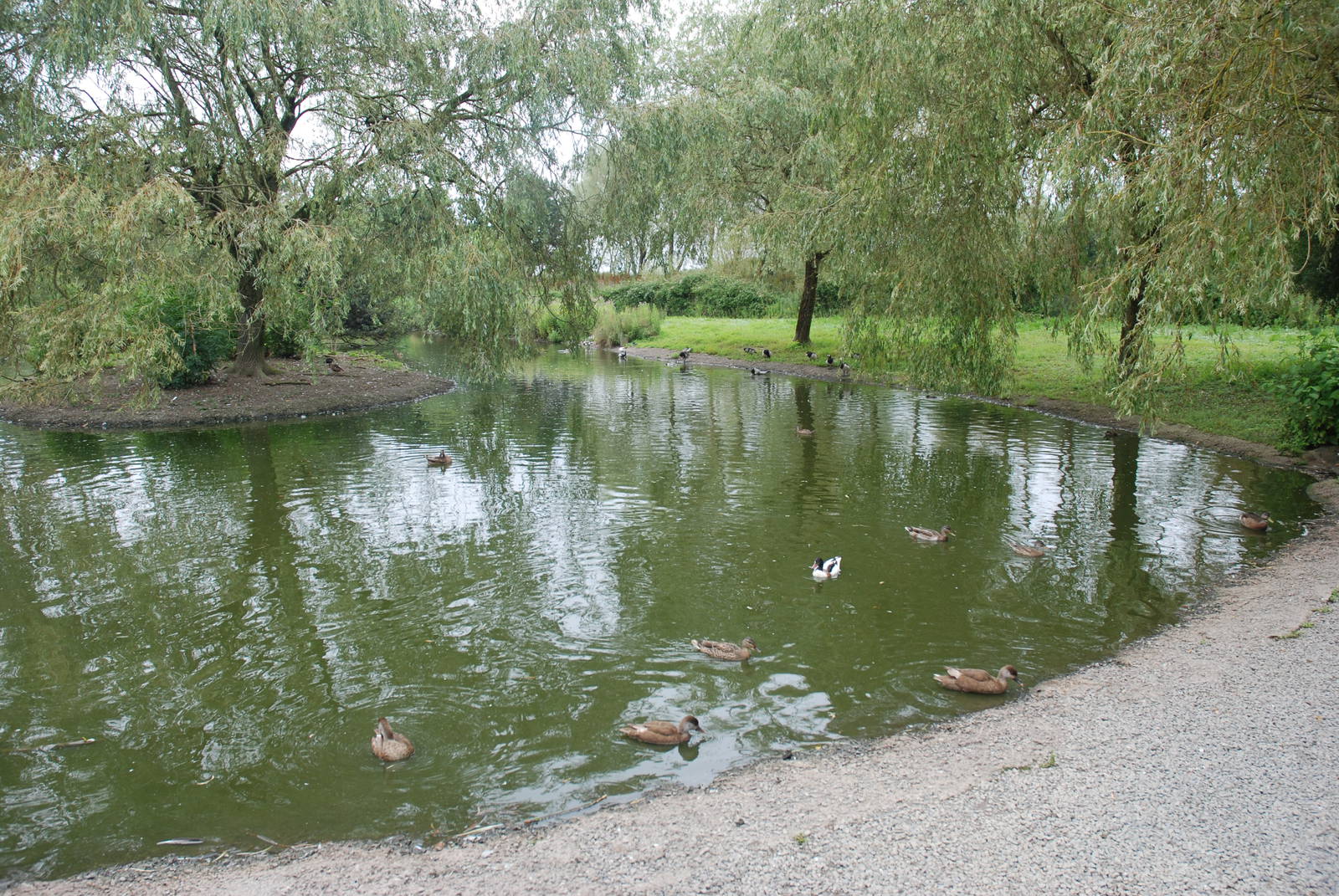 European Lake at Llanelli WWT, 31/07/11